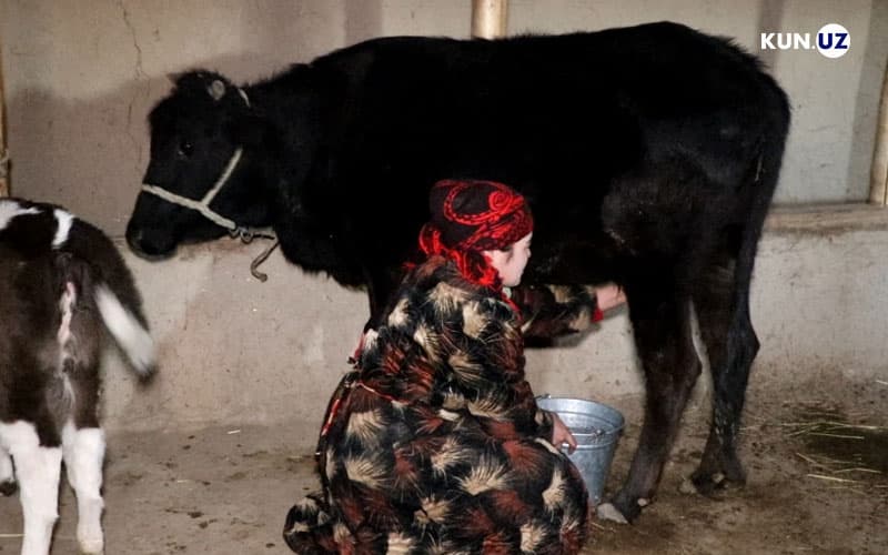 Sigir sog‘ib, molga qaraydigan ishchi kerak