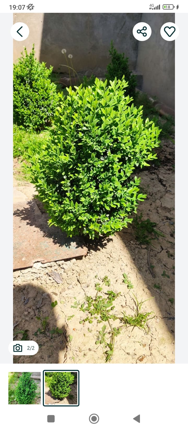 BOXWOOD Shamshot bezak o'simliklari