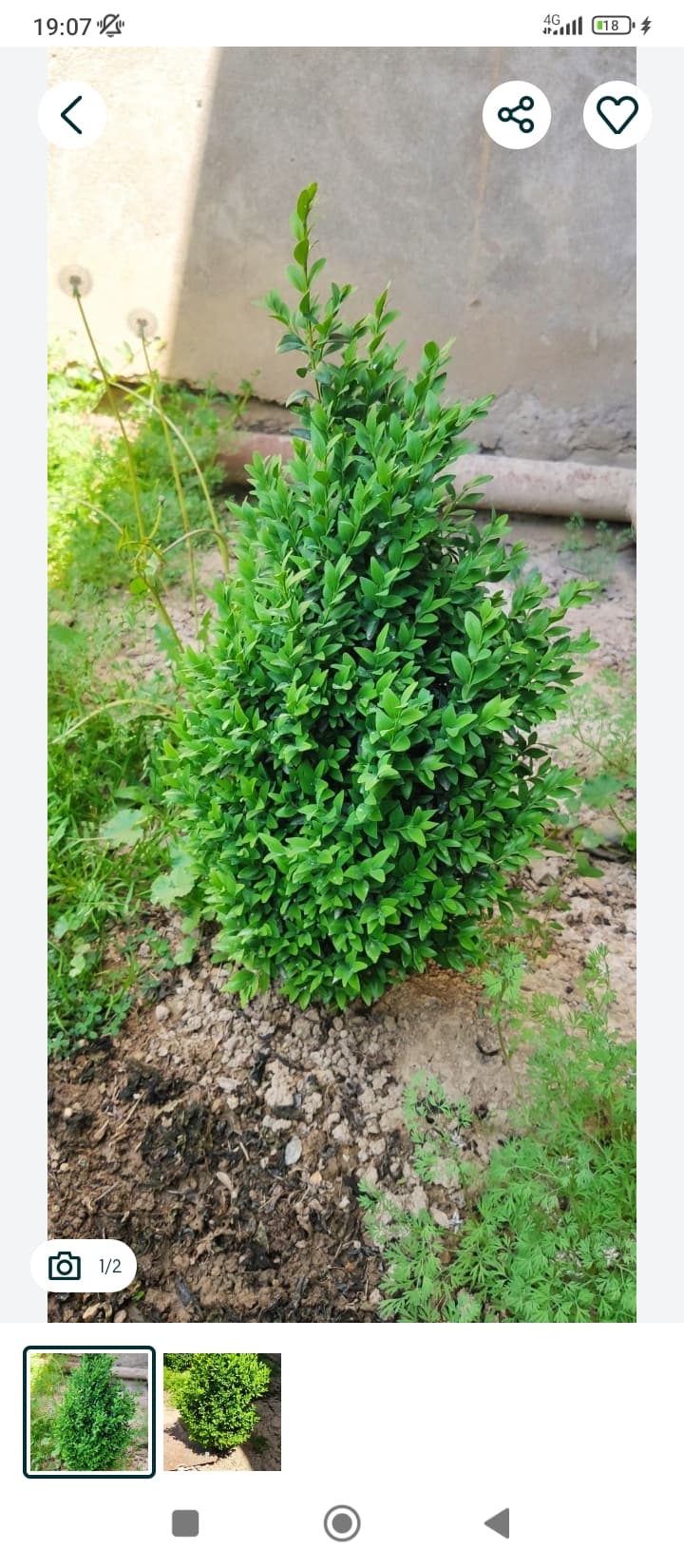 BOXWOOD Shamshot bezak o'simliklari