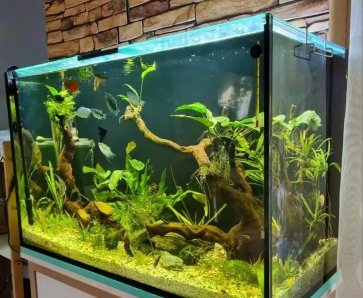 Akvarim yasash remot xizmati.
