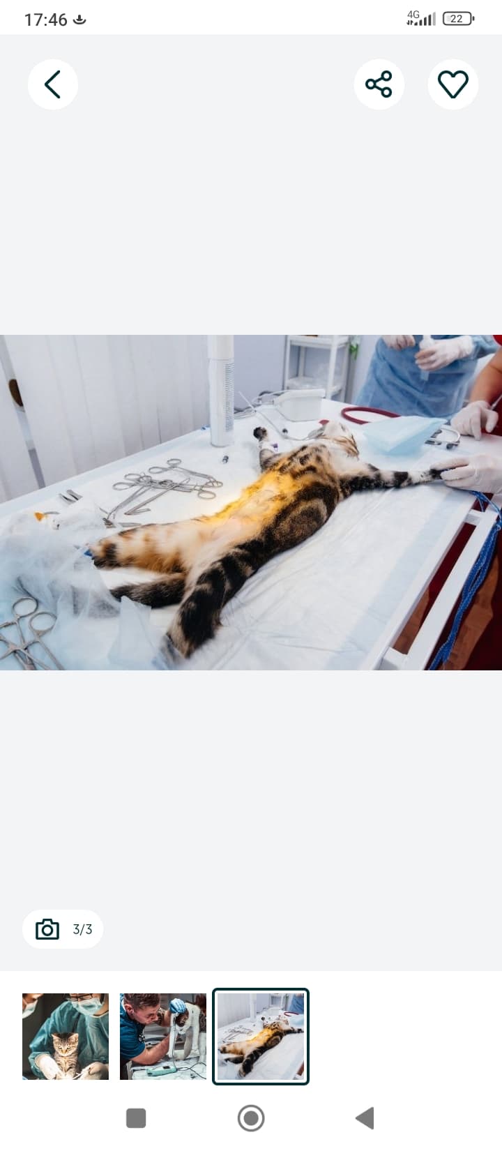 Veterinariya xizmati it va mushuklar uchun