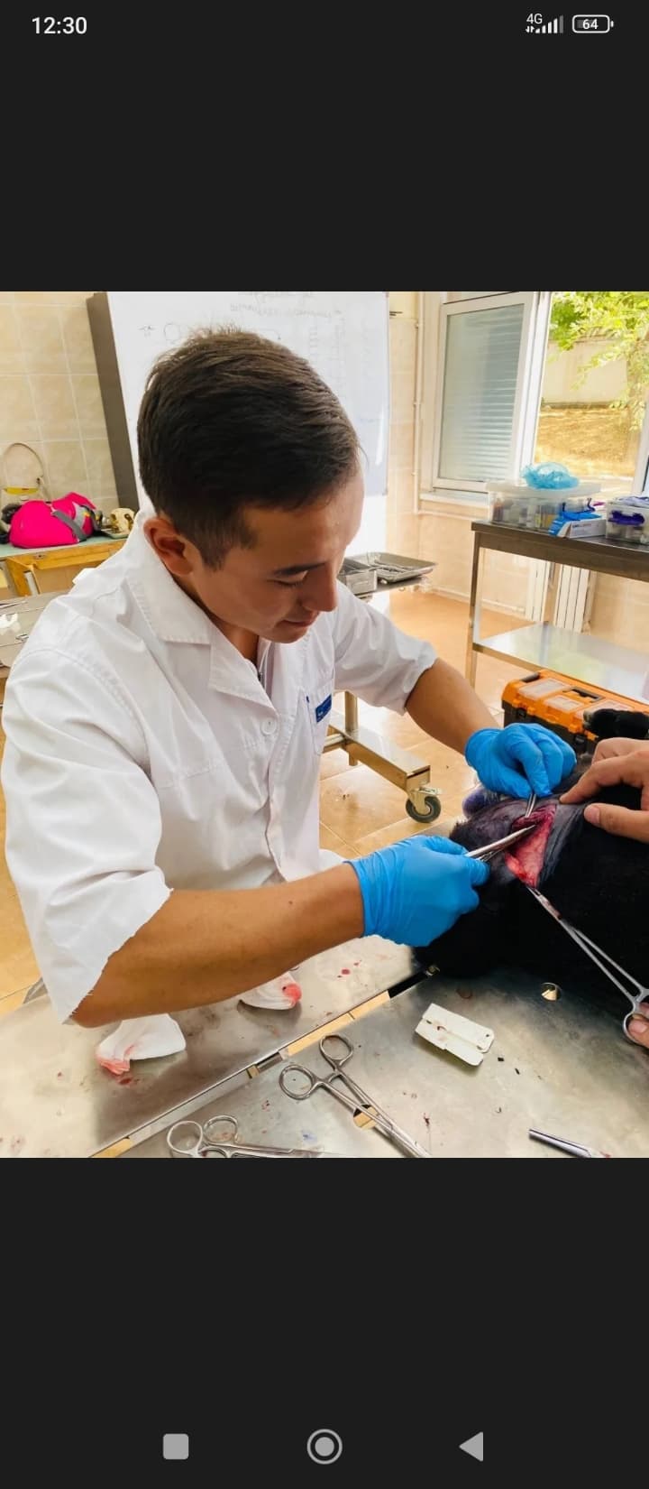 Otlarga veterinar doctor xizmati