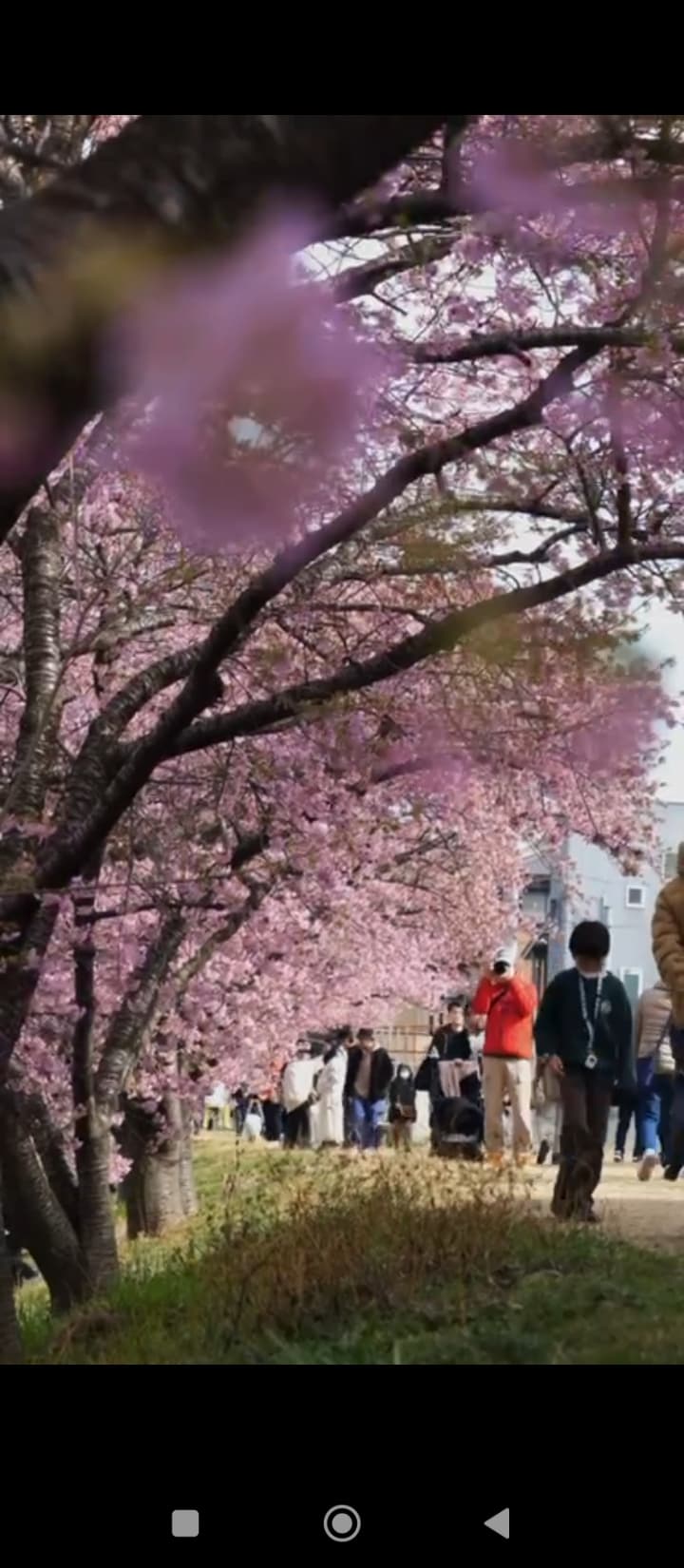 SAKURA MAVSUMI 2026 DA AKSIYA