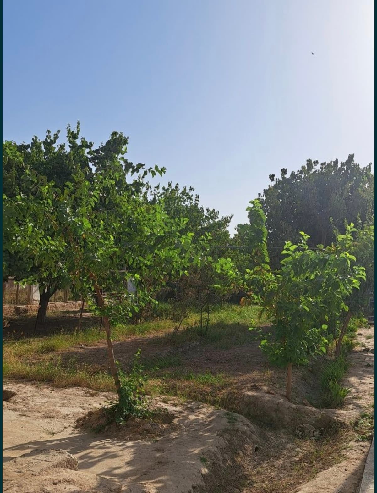 Limonariyada yer sotiladi