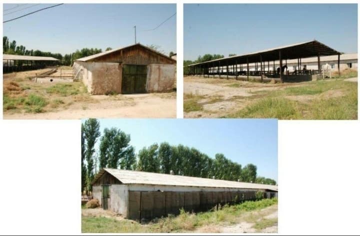 Ферма ижарага берилади. Корамол, от, товук, курка, бедана бокса булади.