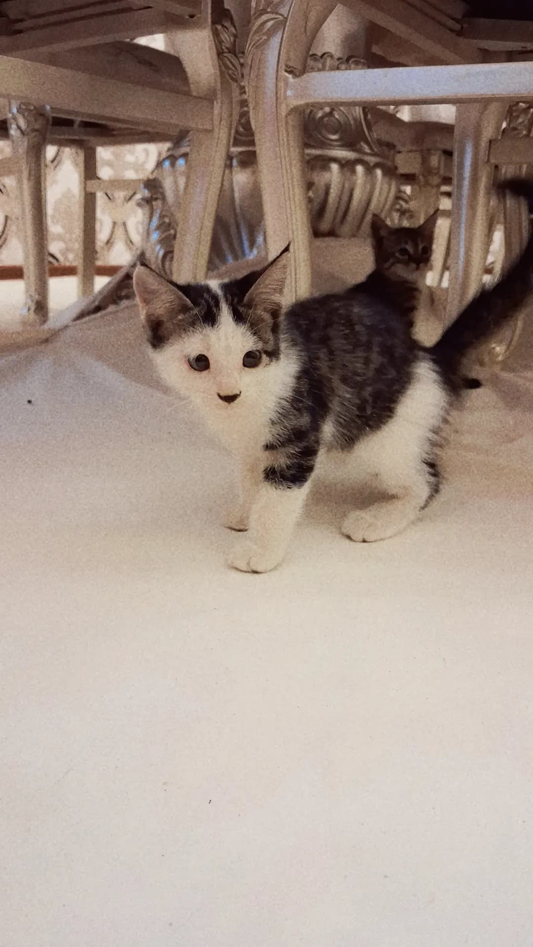 "Healthy, playful kittens are for sale. цена договорная."