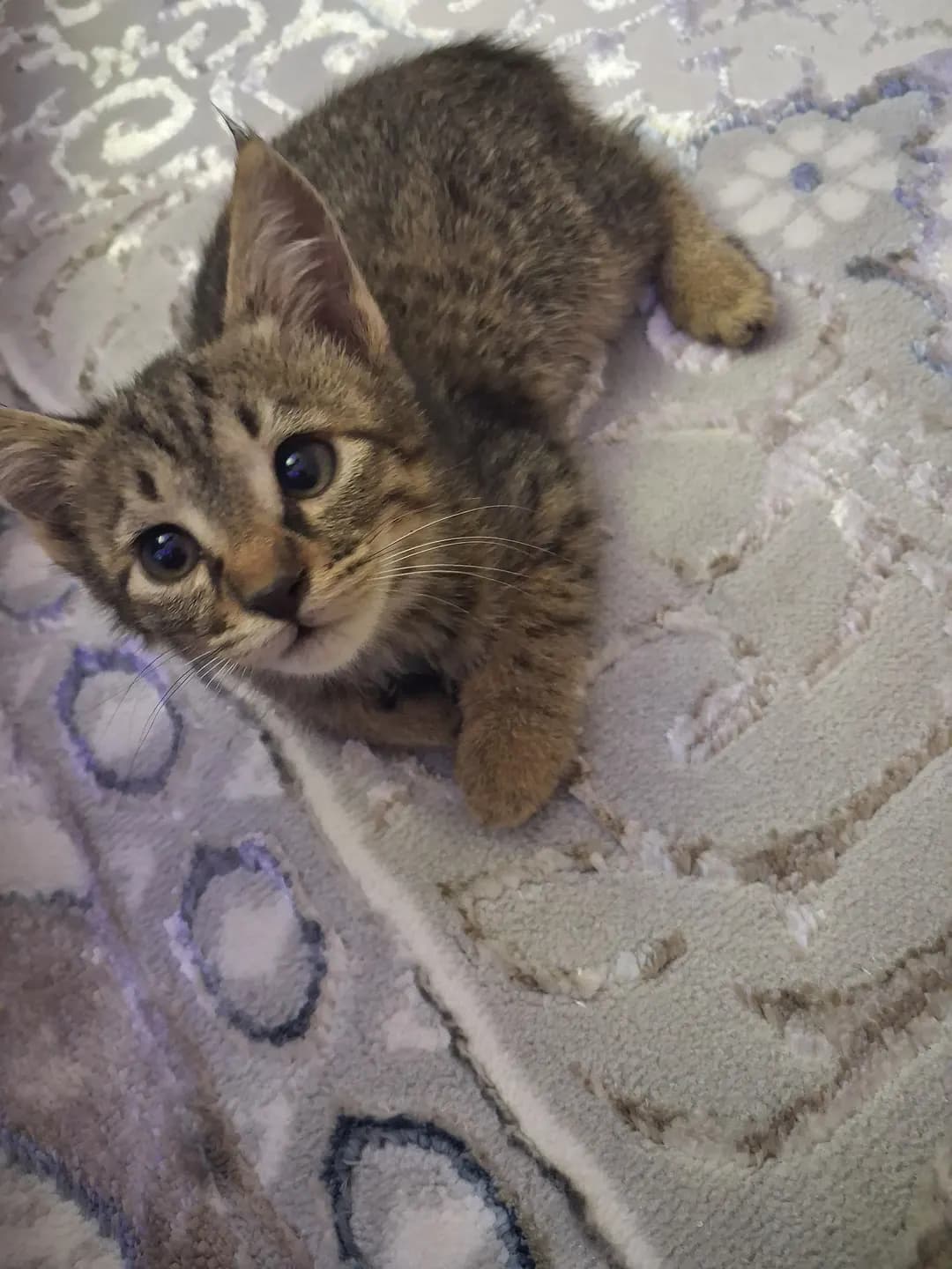 "Healthy, playful kittens are for sale. цена договорная."