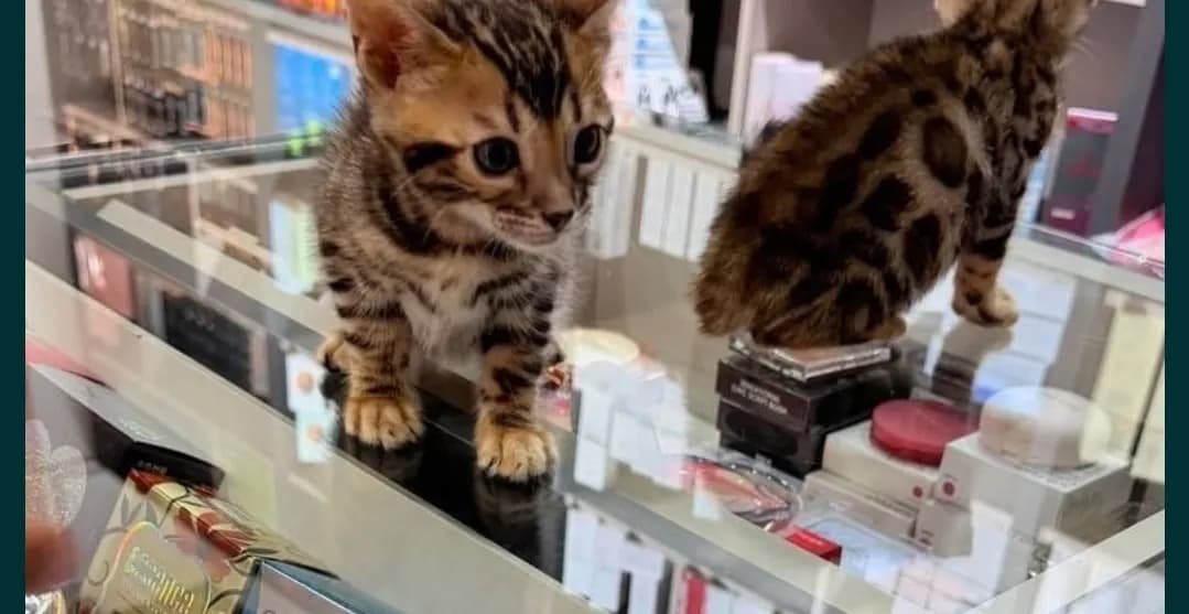 Bengal Cat For Sale