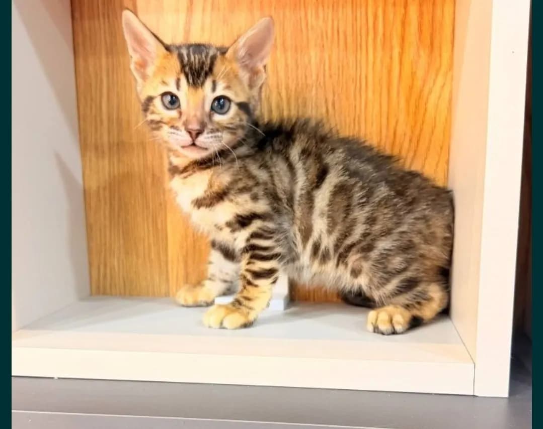 Bengal Cat For Sale