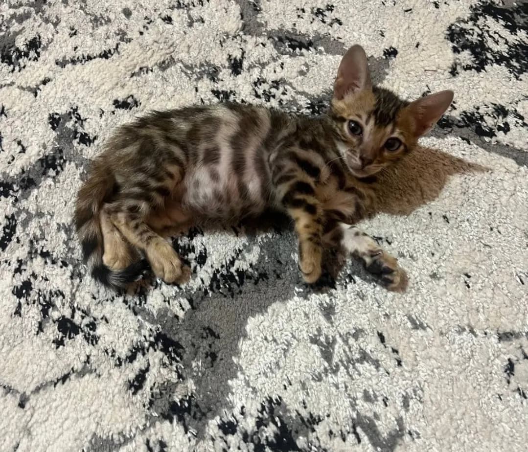 Bengal Cat For Sale