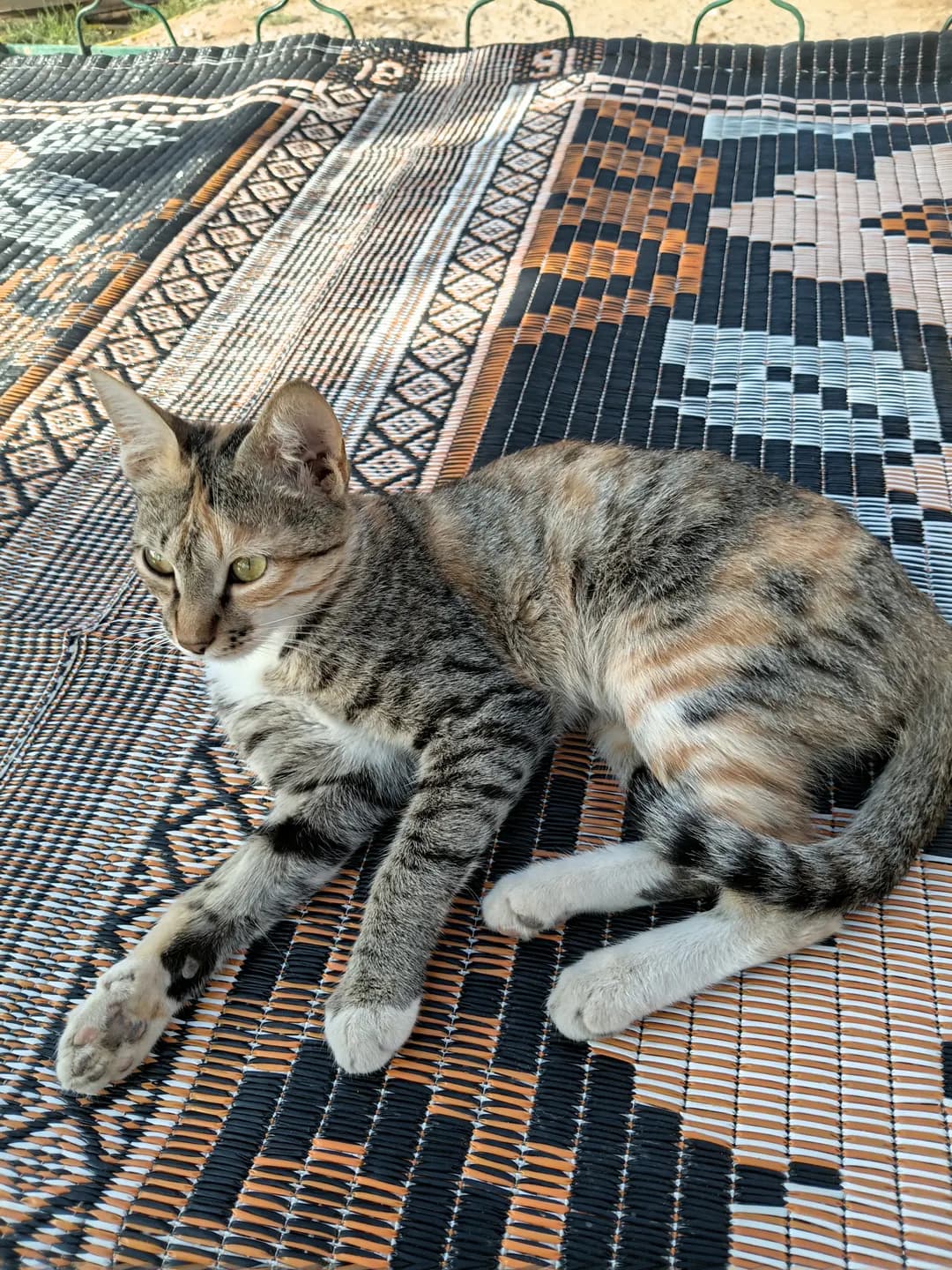 A unique and very beautiful furry, healthy and extremely agile roomy kitten.