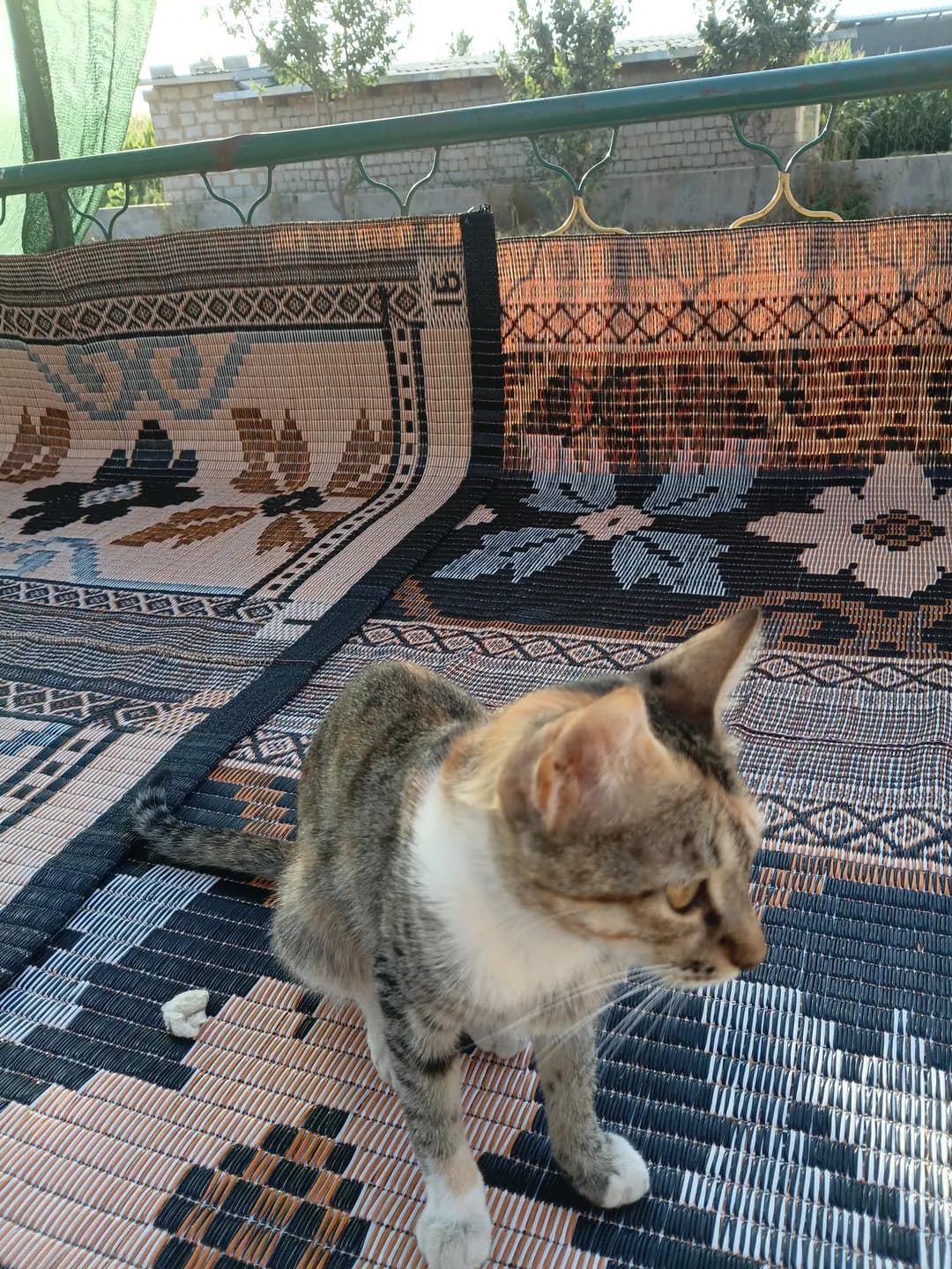 A unique and very beautiful furry, healthy and extremely agile roomy kitten.