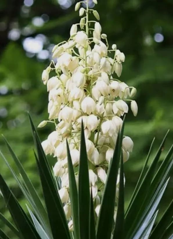 Юкка садовая (декоративная)