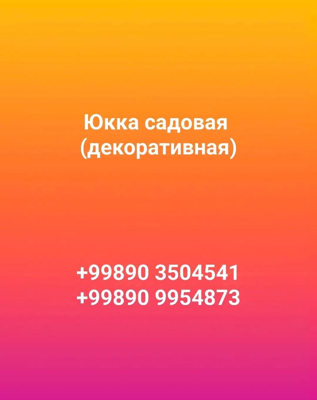 Юкка садовая (декоративная)