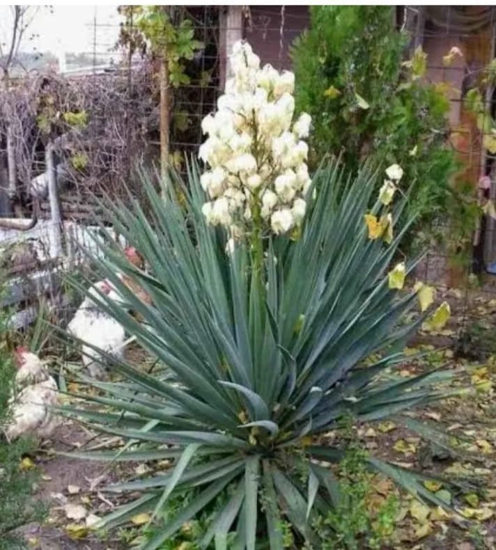 Юкка садовая (декоративная)