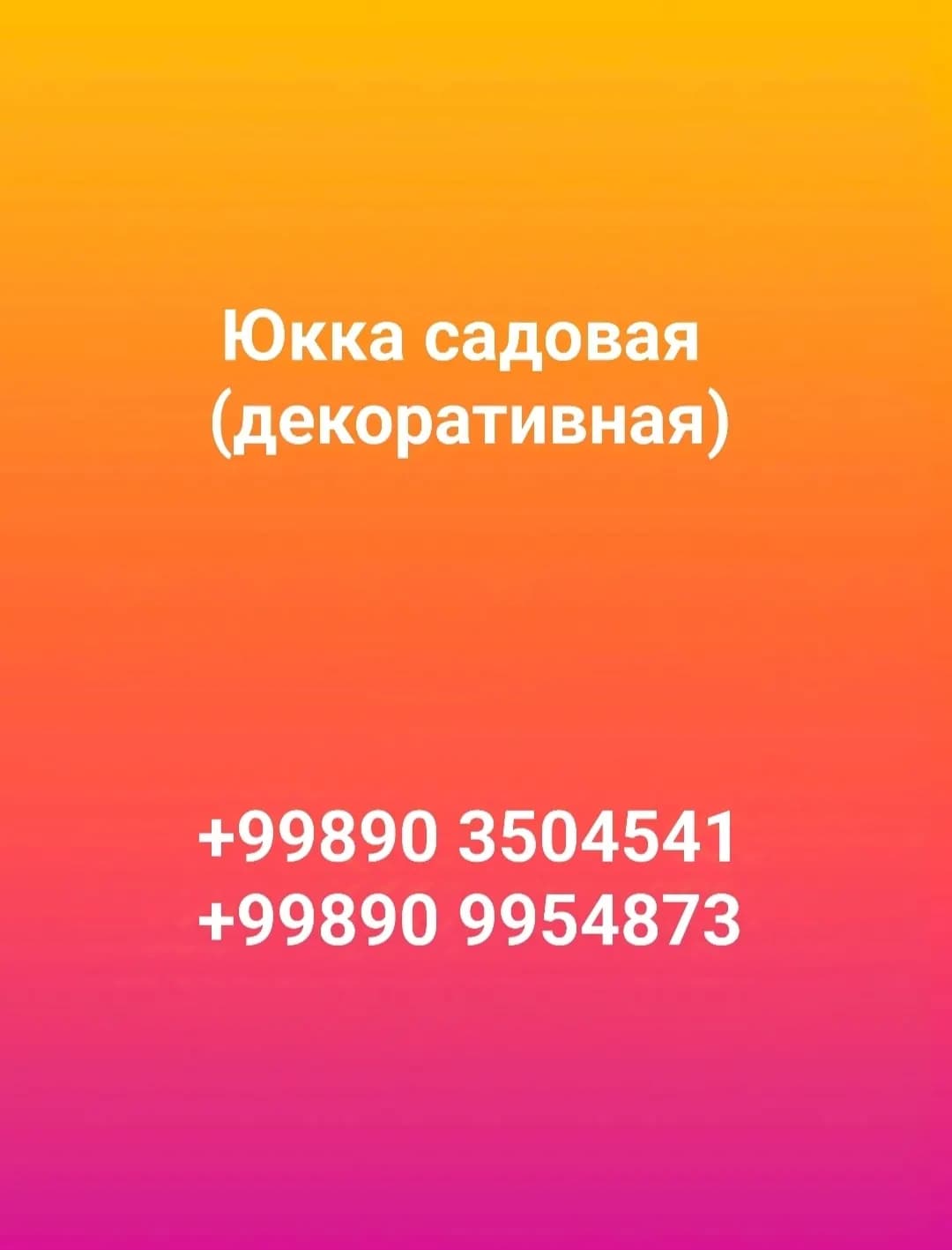 Юкка садовая (декоративная)