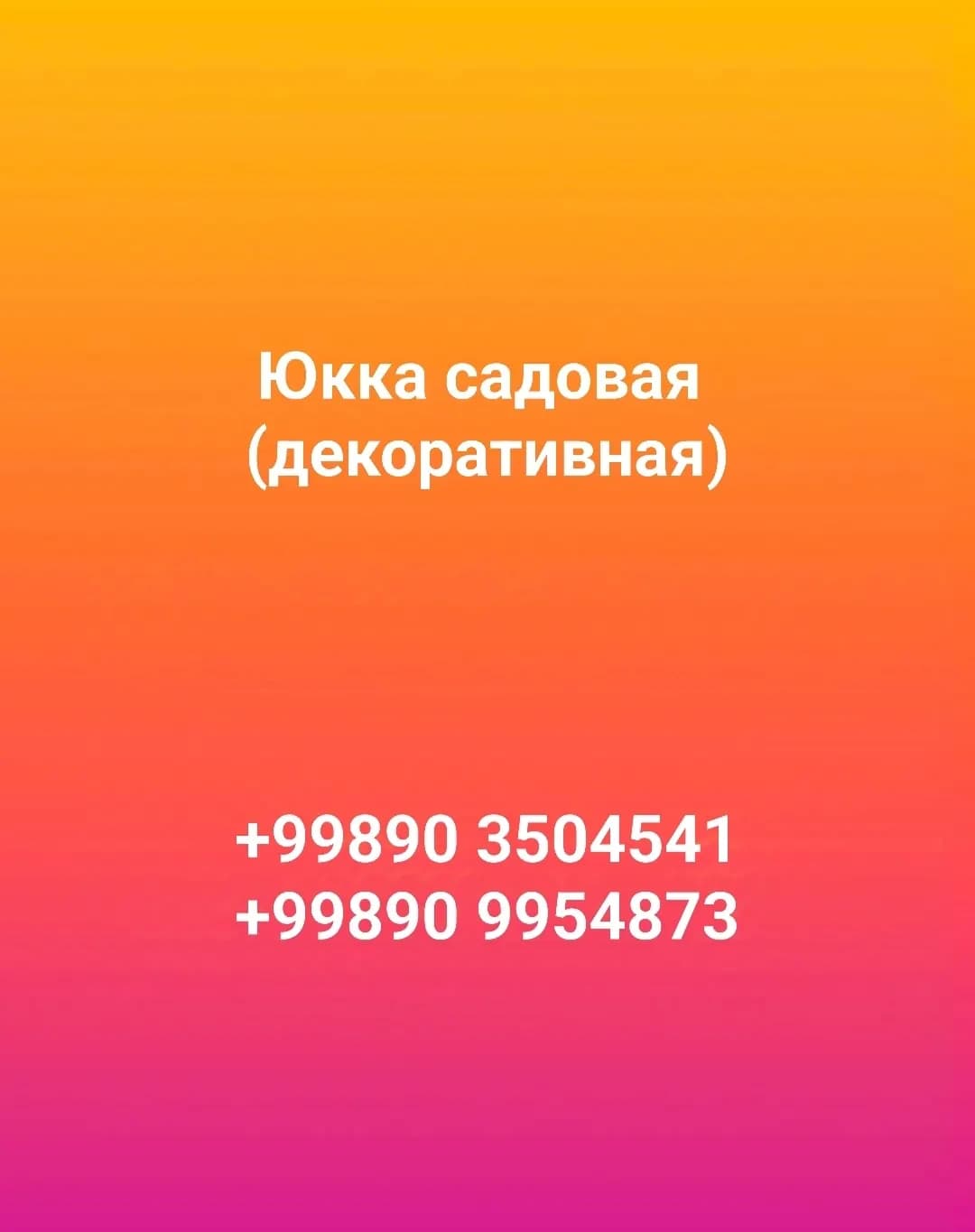 Юкка садовая (декоративная)