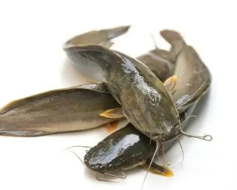 Fish snacks (jerks, sticks)