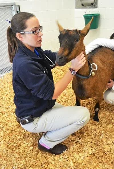 It is important to see a veterinarian