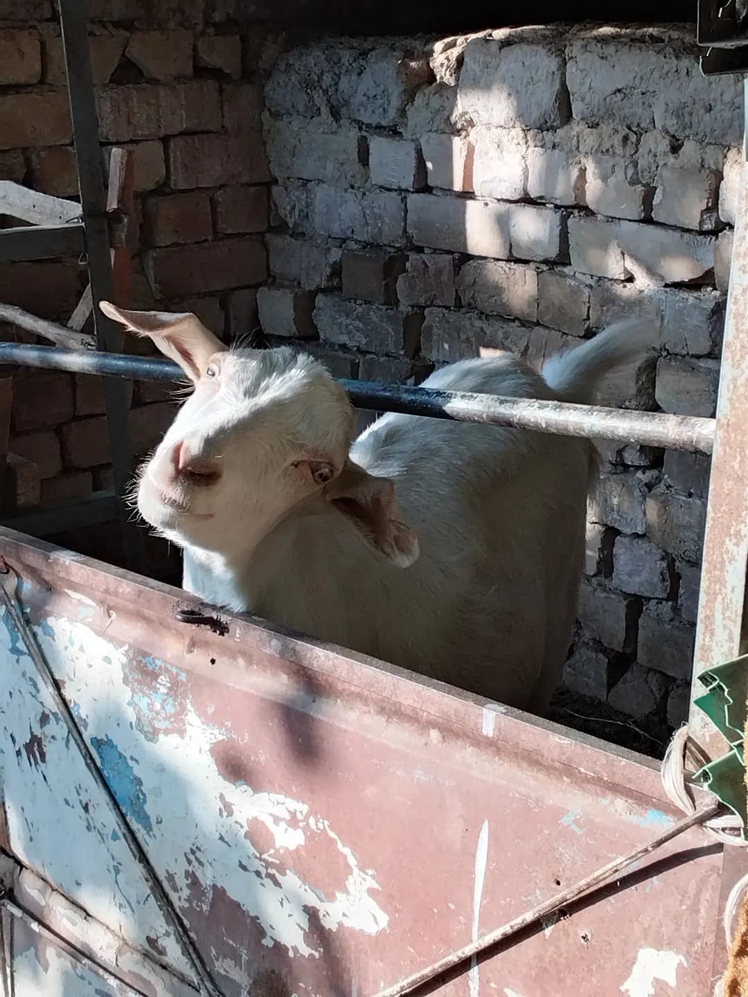 echki.urgochi.sotiladi.tugmagan.