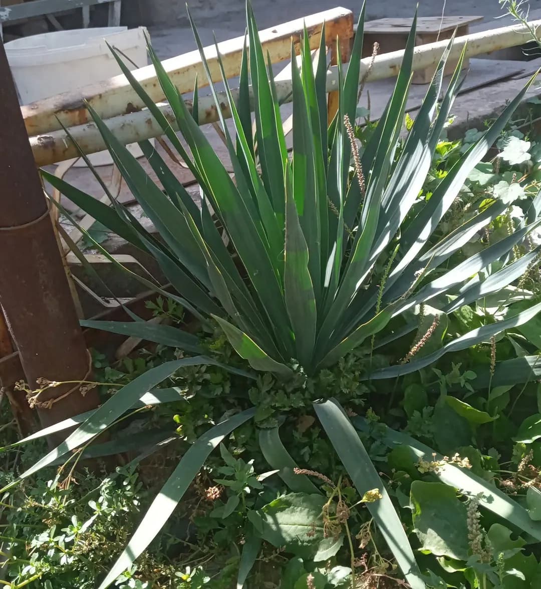 Yucca gullari (kup yillik)