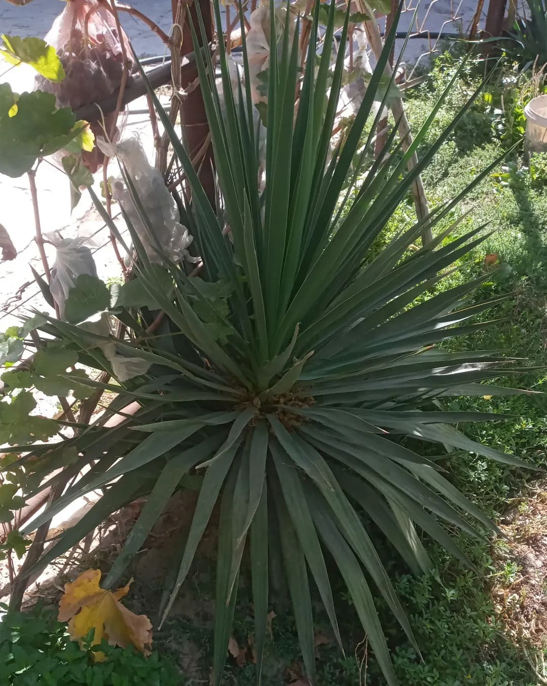 Yucca gullari (kup yillik)