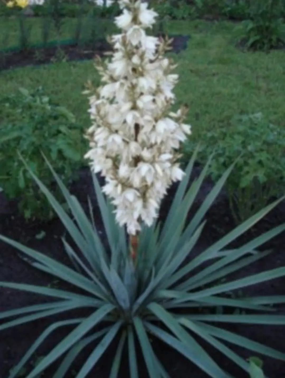 Yucca gullari (kup yillik)