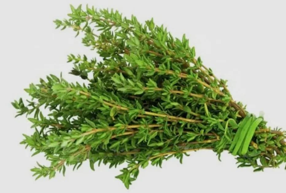 Kuritilgan thyme (thyme) Oliy nav