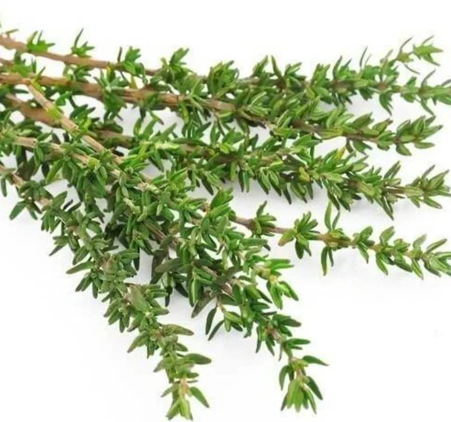 Kuritilgan thyme (thyme) Oliy nav