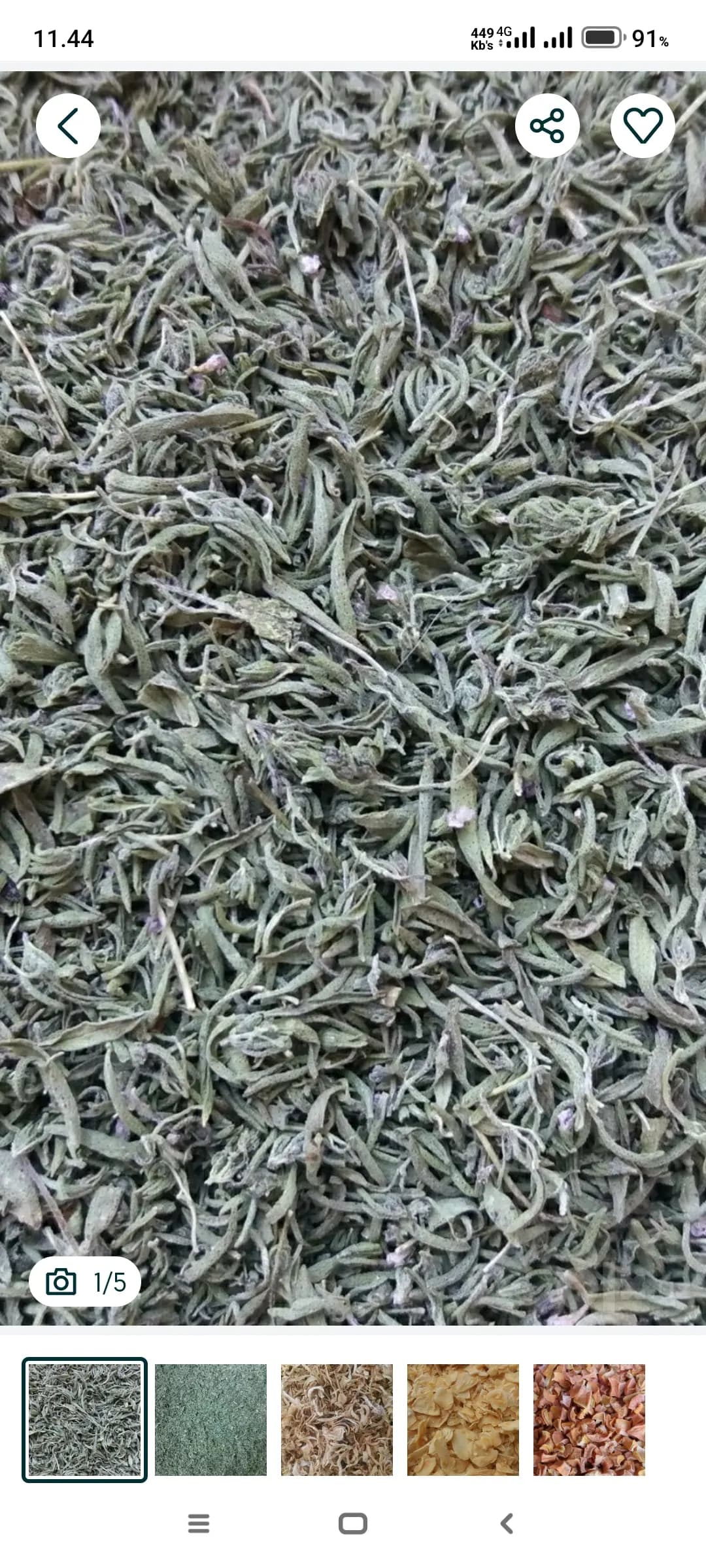 Kuritilgan thyme (thyme) Oliy nav