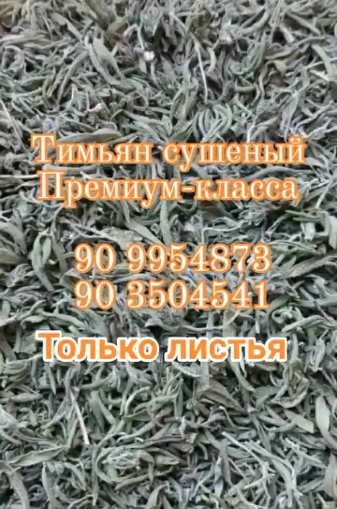 Kuritilgan thyme (thyme) Oliy nav