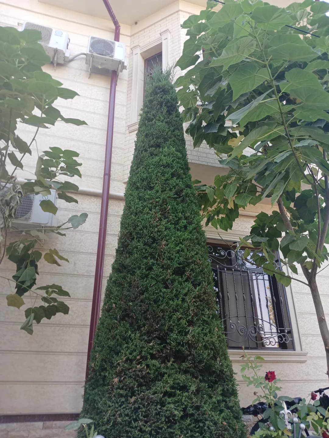 Christmas tree trimming