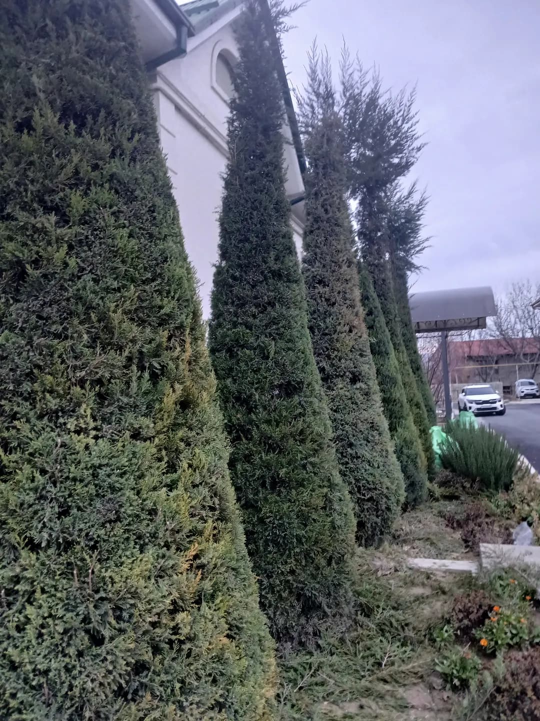 Christmas tree trimming