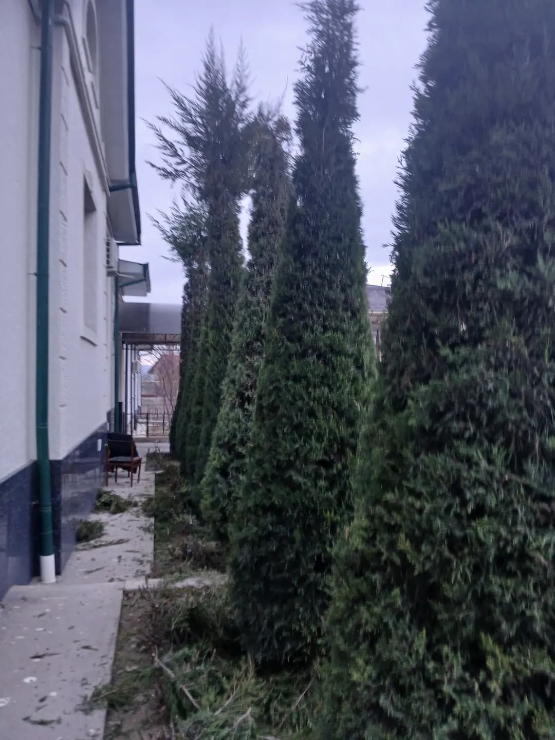 Christmas tree trimming