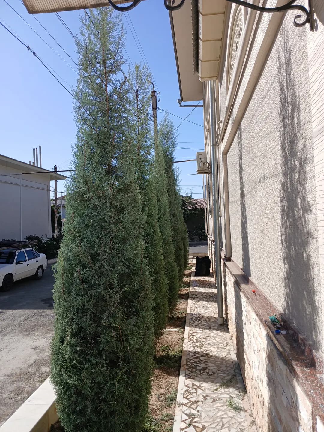 Archa kesamiz trimming of Christmas trees