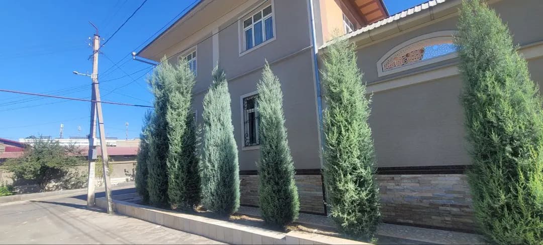 Archa kesamiz trimming of Christmas trees
