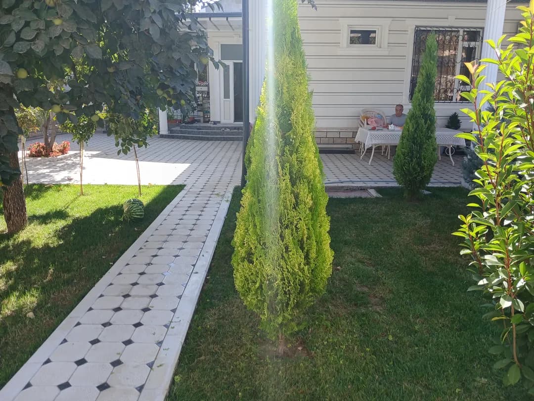 Archa kesamiz trimming of Christmas trees