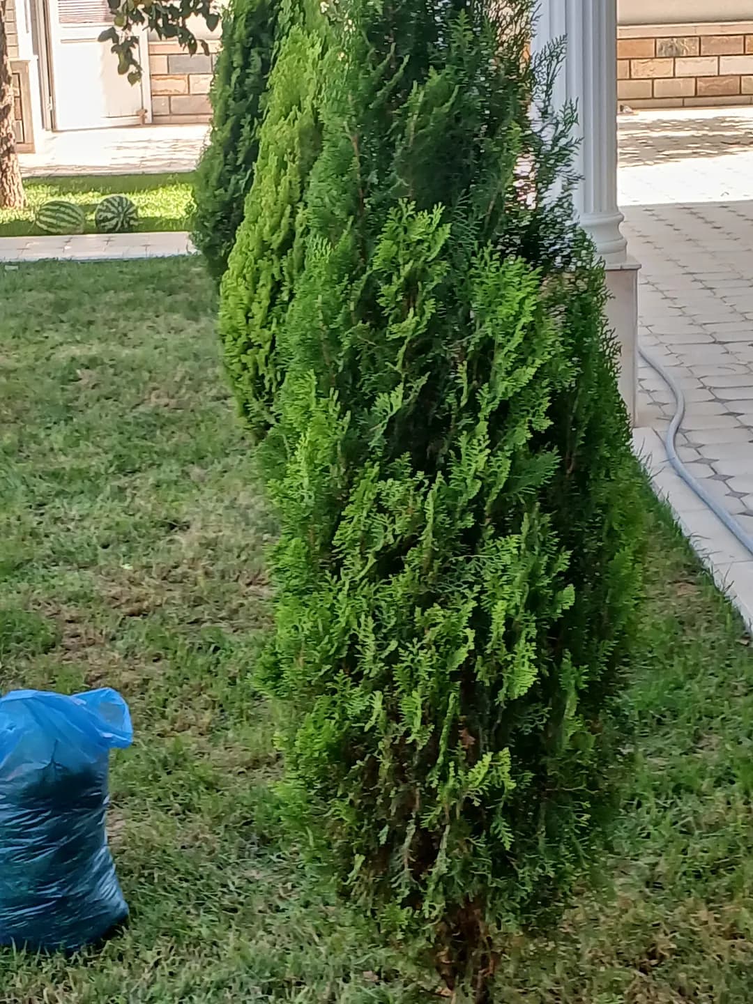 Archa kesamiz trimming of Christmas trees