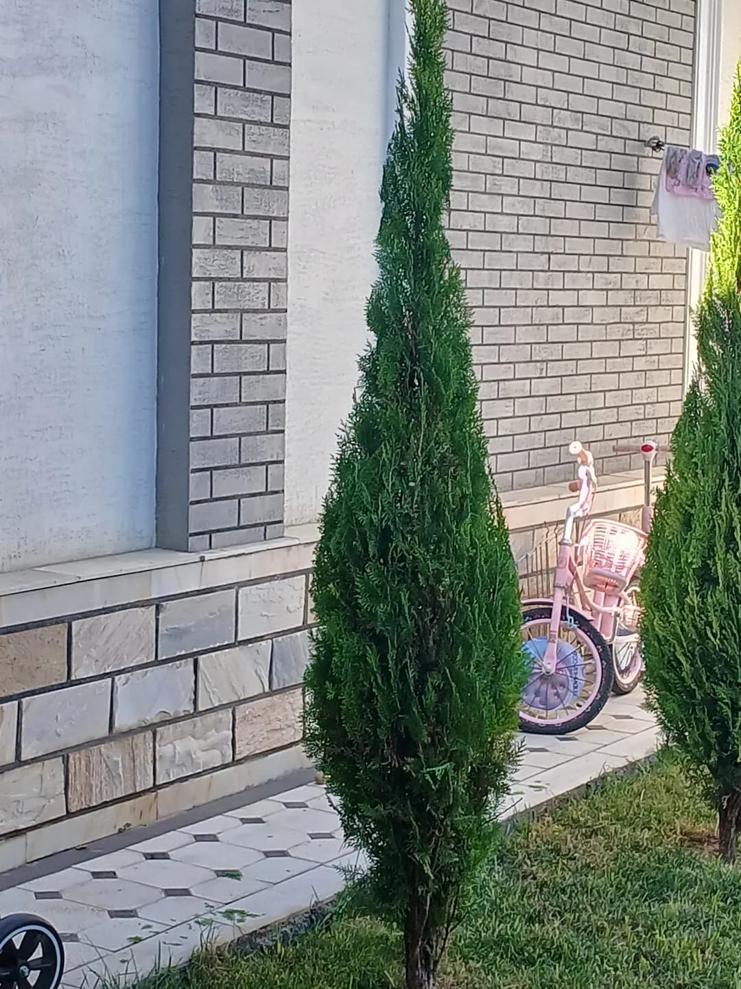 Archa kesamiz trimming of Christmas trees