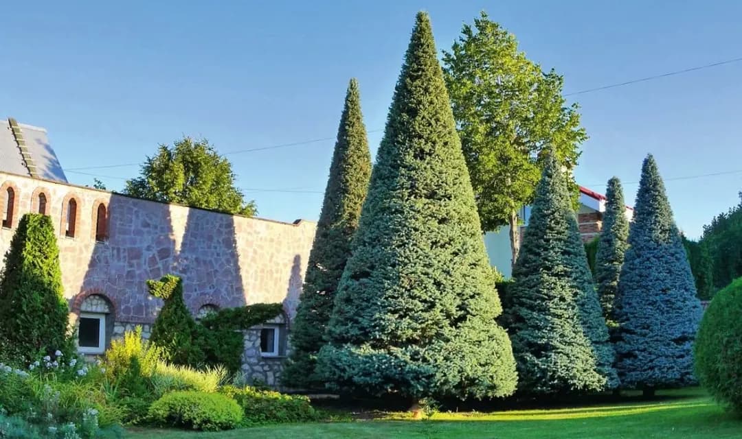 Archa kesamiz trimming of Christmas trees