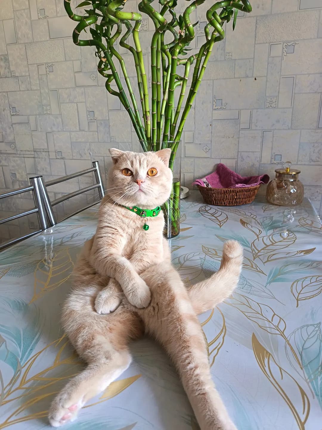 Scottish Fold mushuk hadyaga beriladi