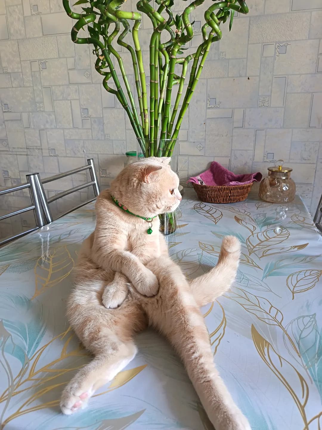 Scottish Fold mushuk hadyaga beriladi