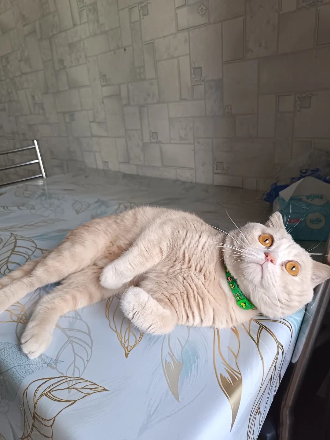 Scottish Fold mushuk hadyaga beriladi