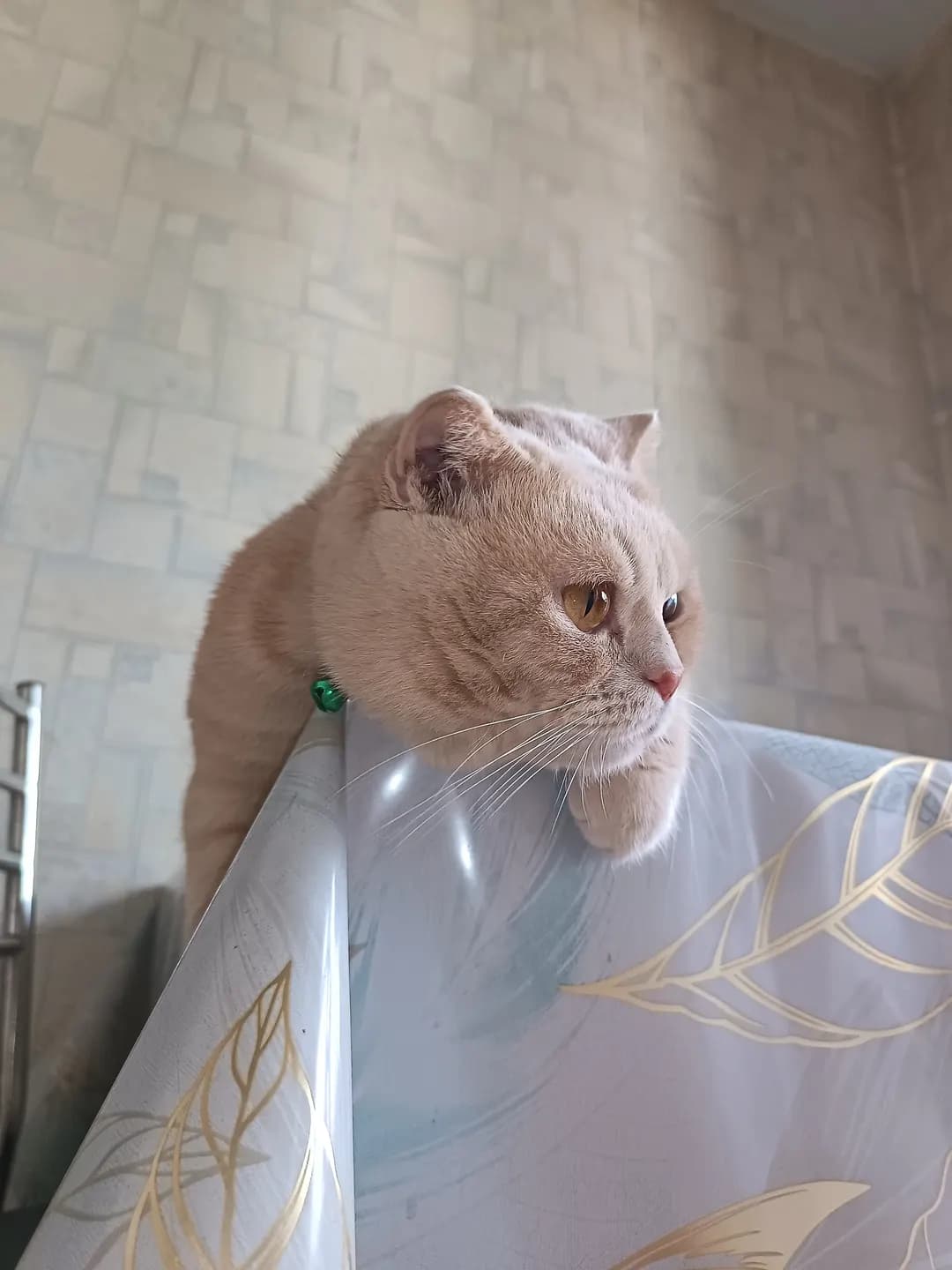 Scottish Fold mushuk hadyaga beriladi