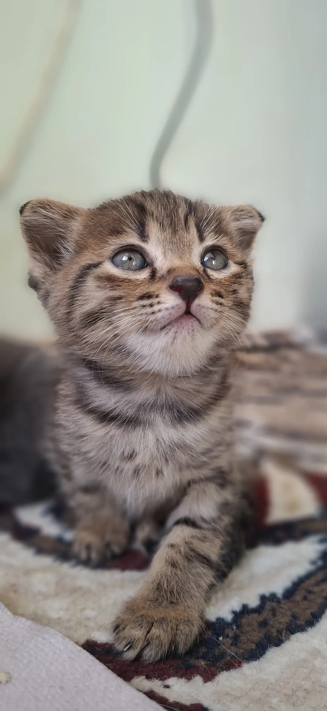 вислоухие котята