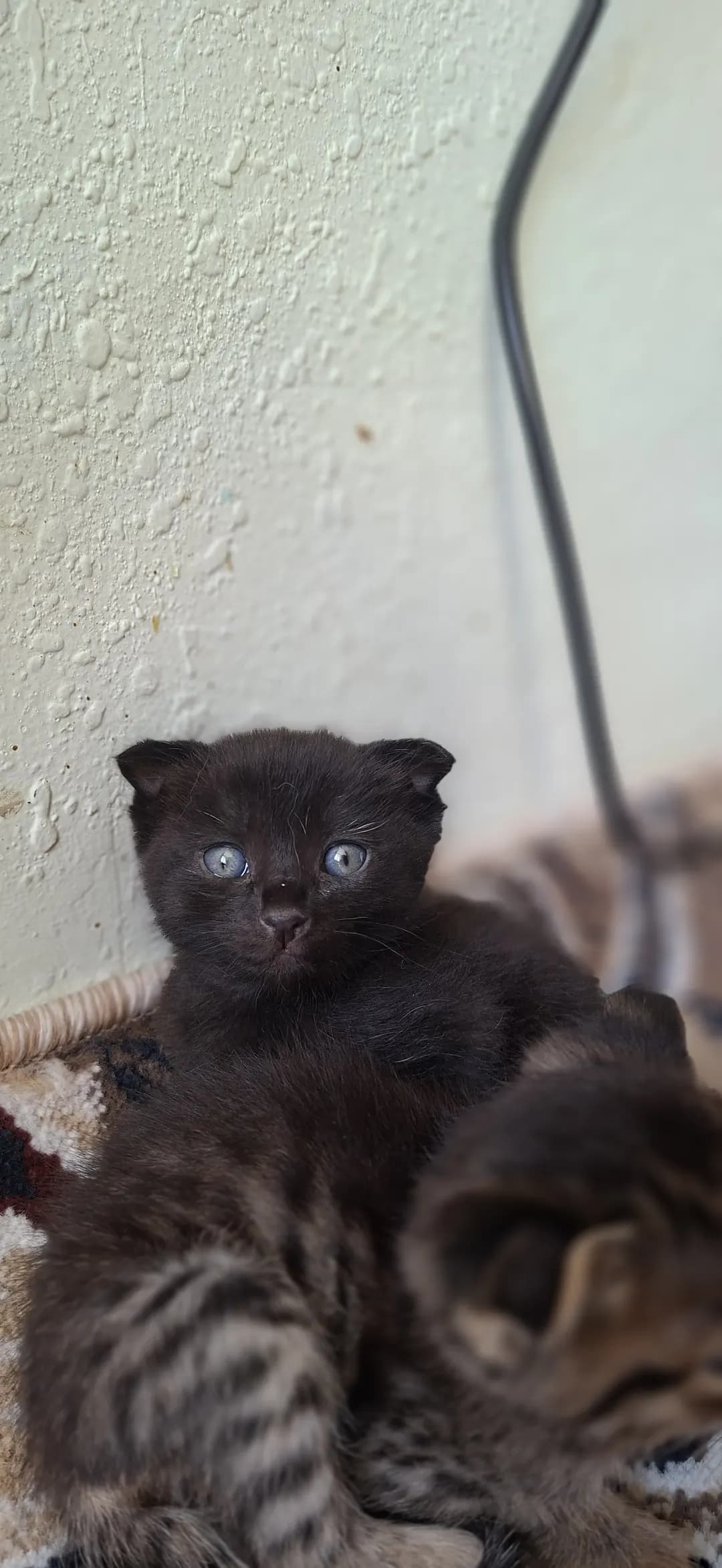 вислоухие котята