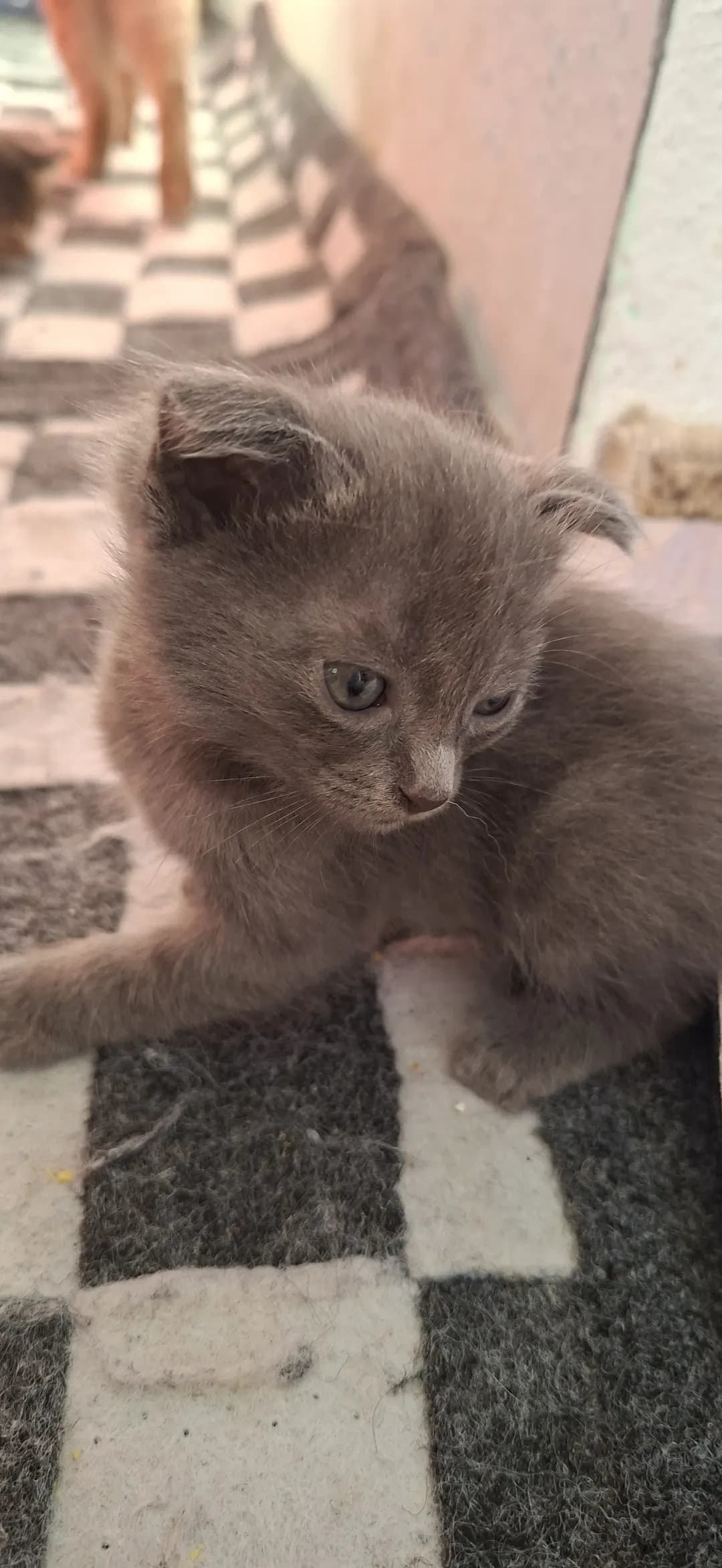 вислоухие котята