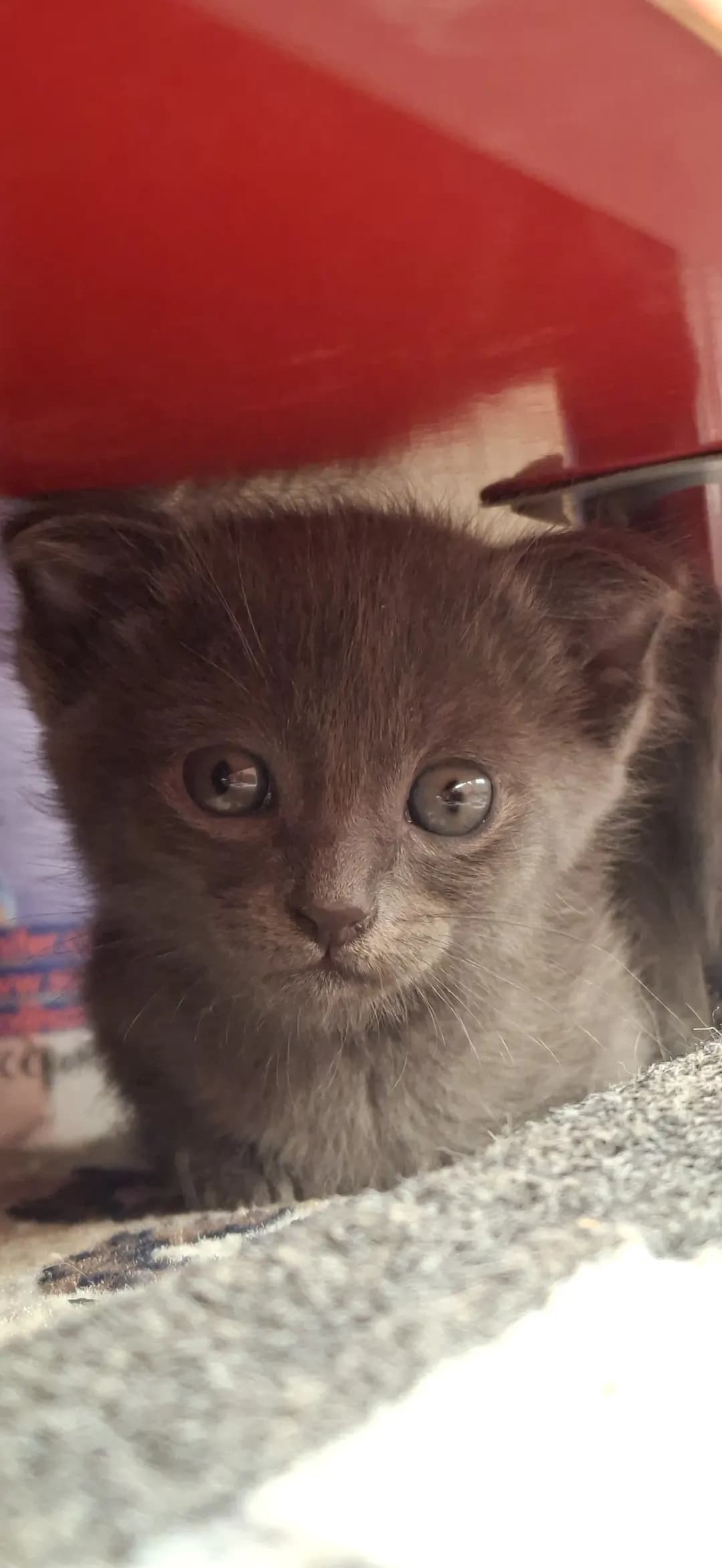 вислоухие котята