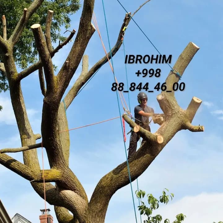 Tree cutting 24/7
