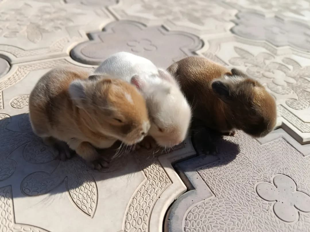 You can book deaf dwarf rabbits